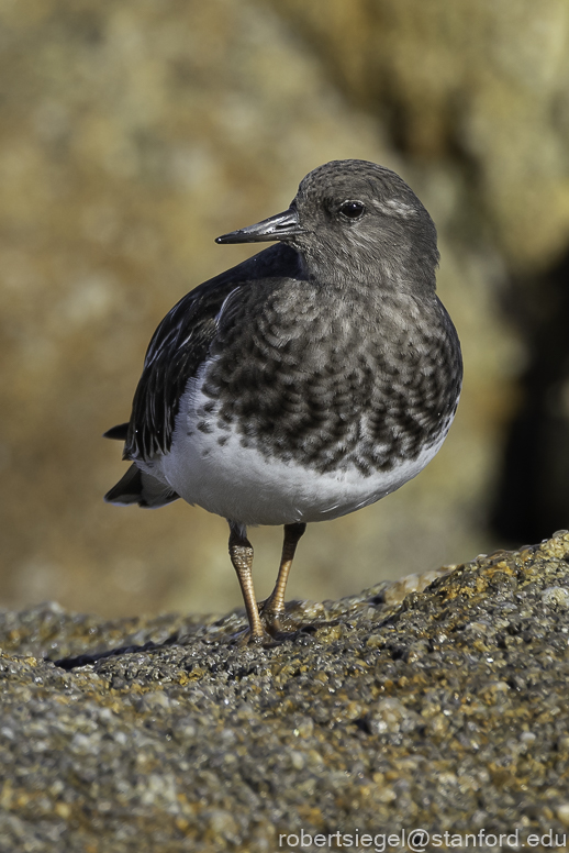 asilomar